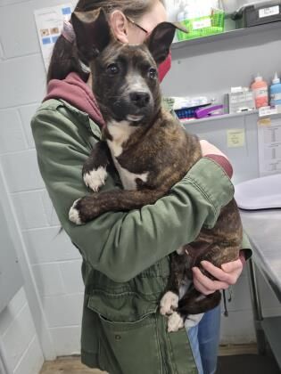 Pets of the Week